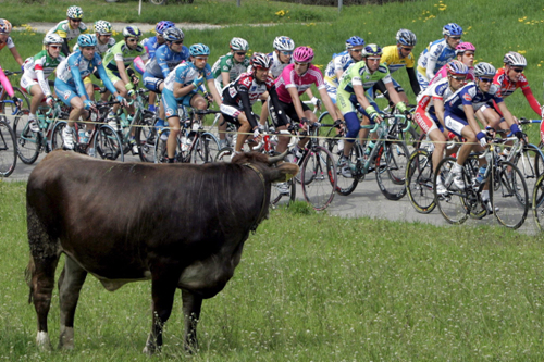 Cow and Cycle Racers, Switzerland.jpg