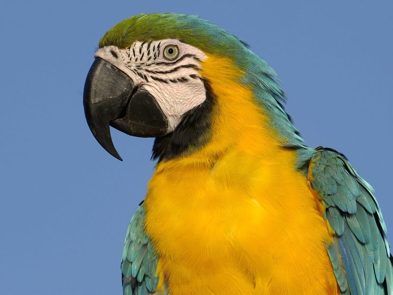 Blue and Yellow Macaw South America.jpg