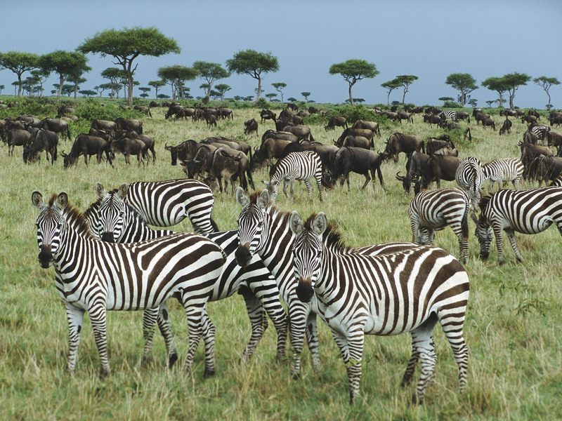 Burchell\'s Zebra and Blue Wildebeest Kenya Africa.jpg