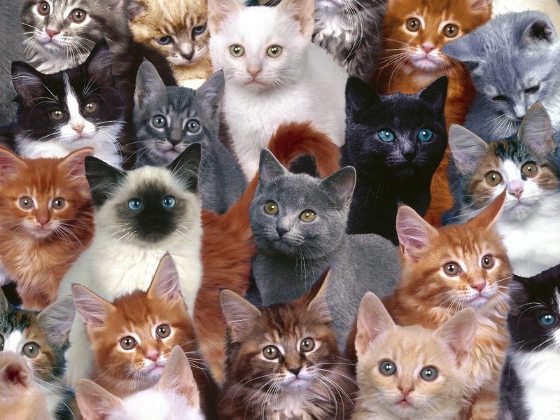 Collection of Kittens.jpg