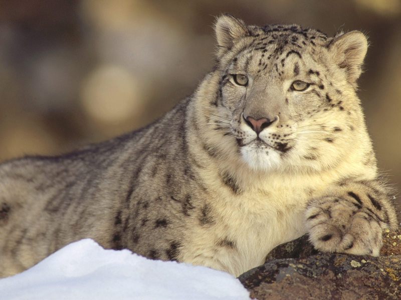 Deep Thoughts Snow Leopard.jpg