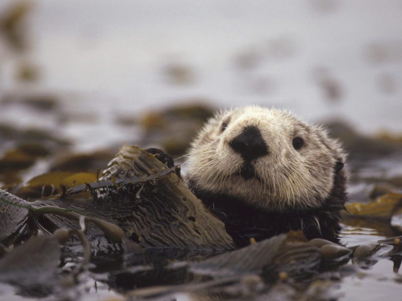 Floating Amongst the Kelp Sea Otter.jpg