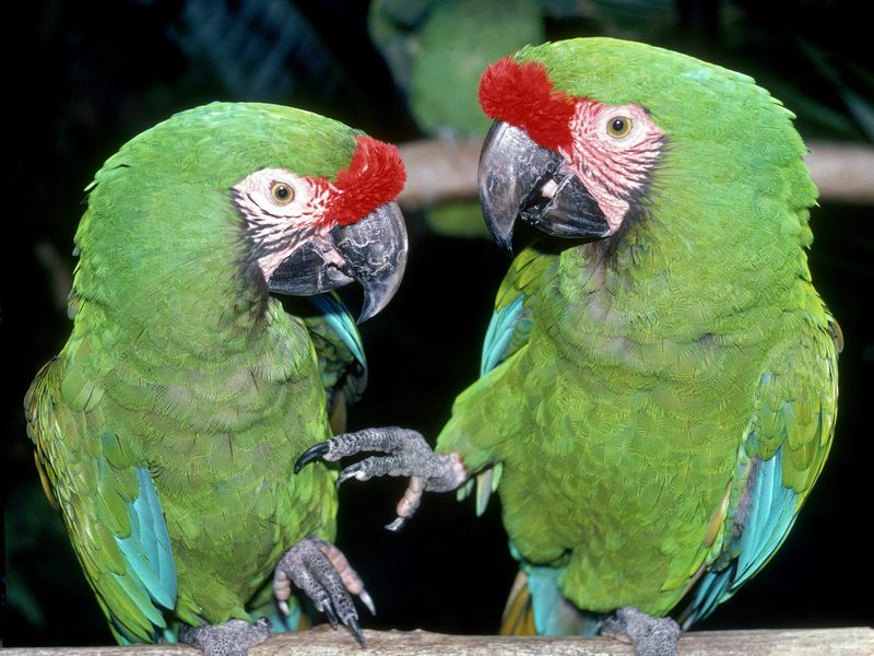 Green Macaws.jpg