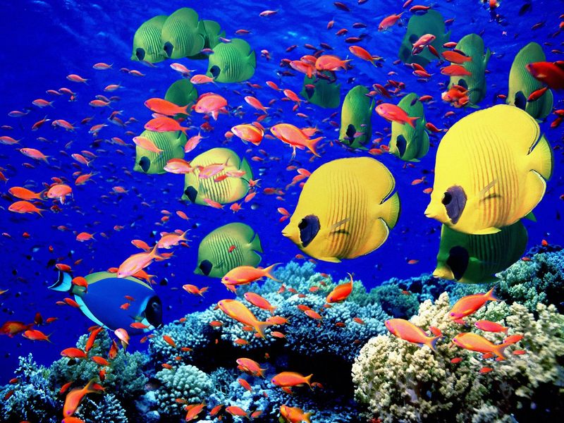 Life Below the Red Sea Egypt.jpg