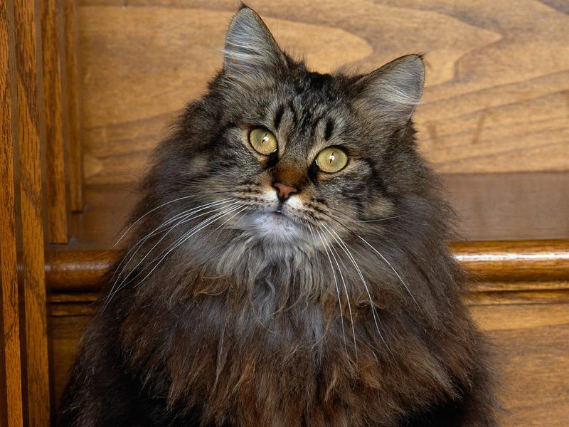 Longhair Tabby.jpg