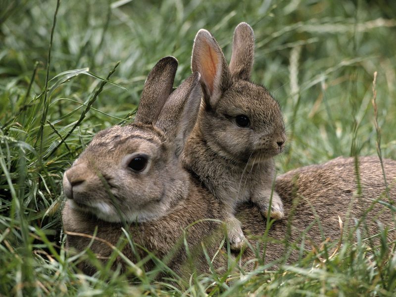 Mother and Young European Rabbits.jpg