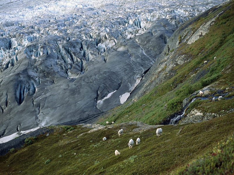 Mountain Goats Kenai Fjords National Park Alaska.jpg