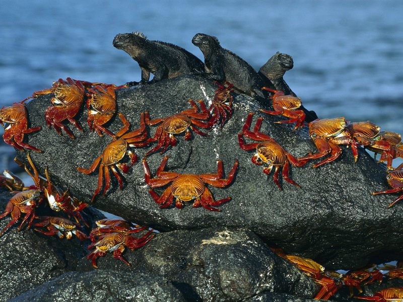 Sally-Lightfoot Crabs and Marine Iguanas.jpg