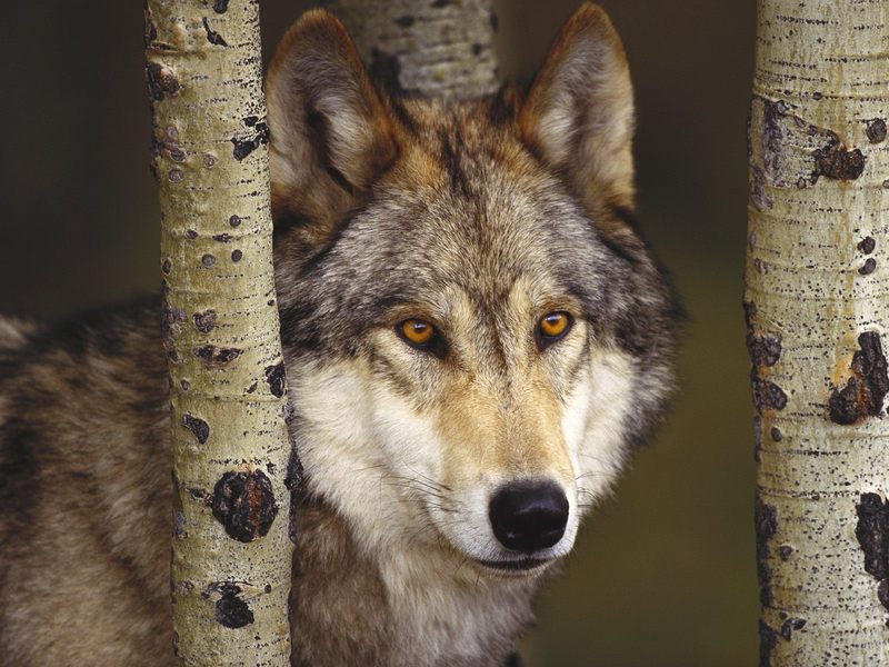 Watcher in the Woods Grey Wolf.jpg