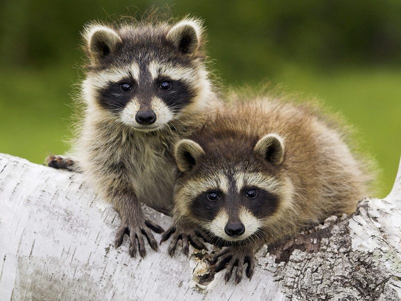 Young Raccoons Minnesota.jpg
