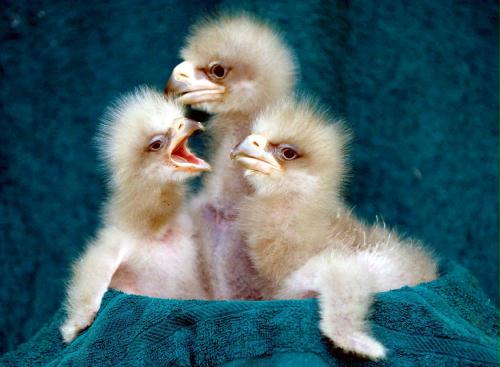 Steller\'s Sea Eagle babies, Germany.jpg