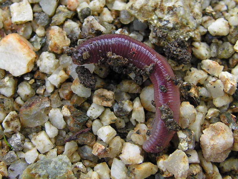 Earthworm Mi??oca 060106GFDL.jpg