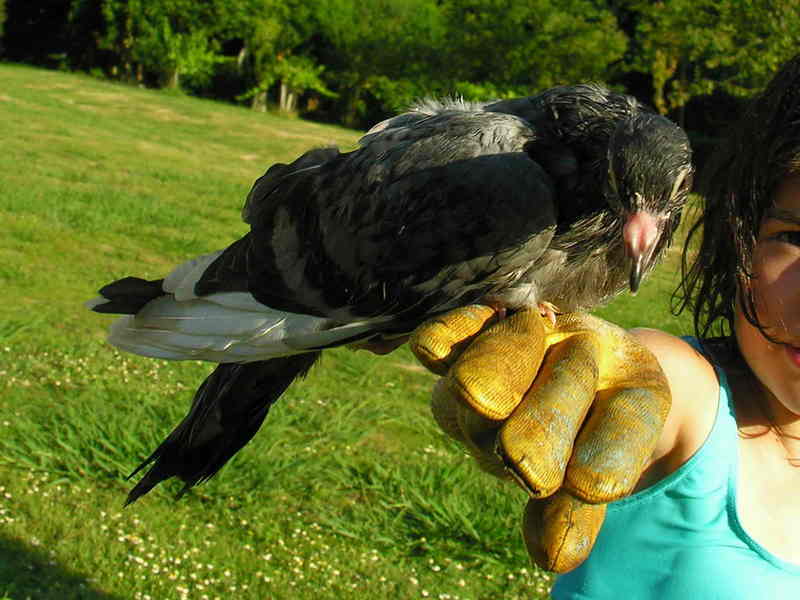 Pigeon Pombo 150eue.jpg