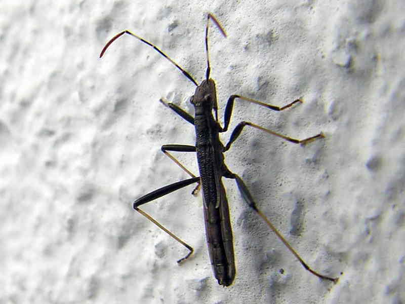 Insecto GDFL112eue.jpg