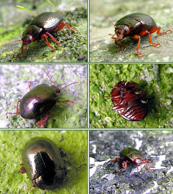 Escaravello Beetle222.jpg