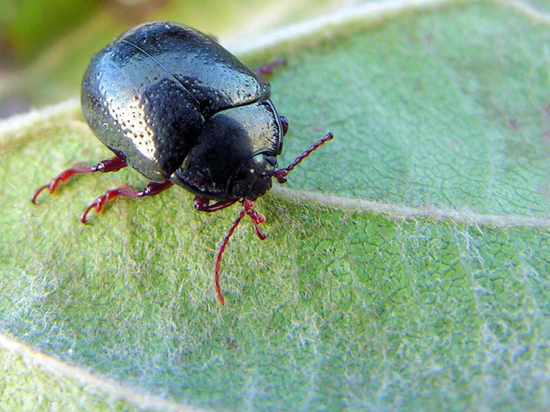 Escaravello beetle GFDL933.JPG