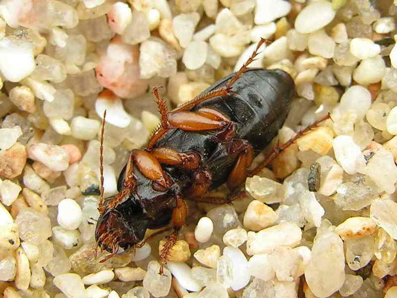 Escaravello032eue.jpg