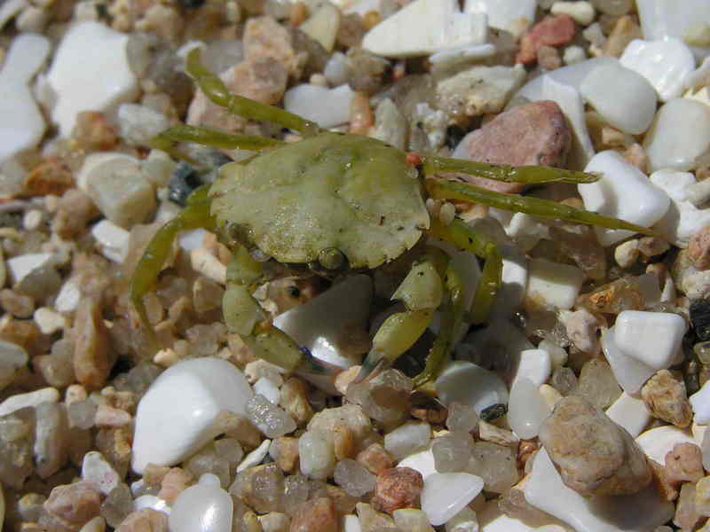 Crab Cangrexo 66eue.jpg