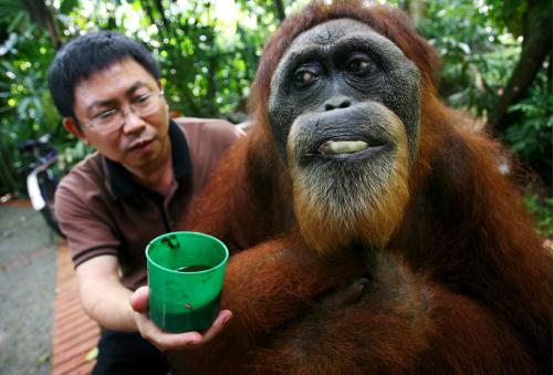 Orangutan, Singapore.jpg