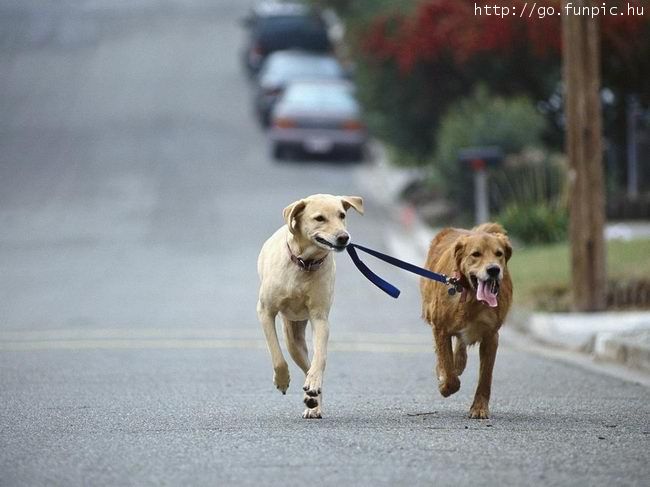 Dog & Dog.jpg