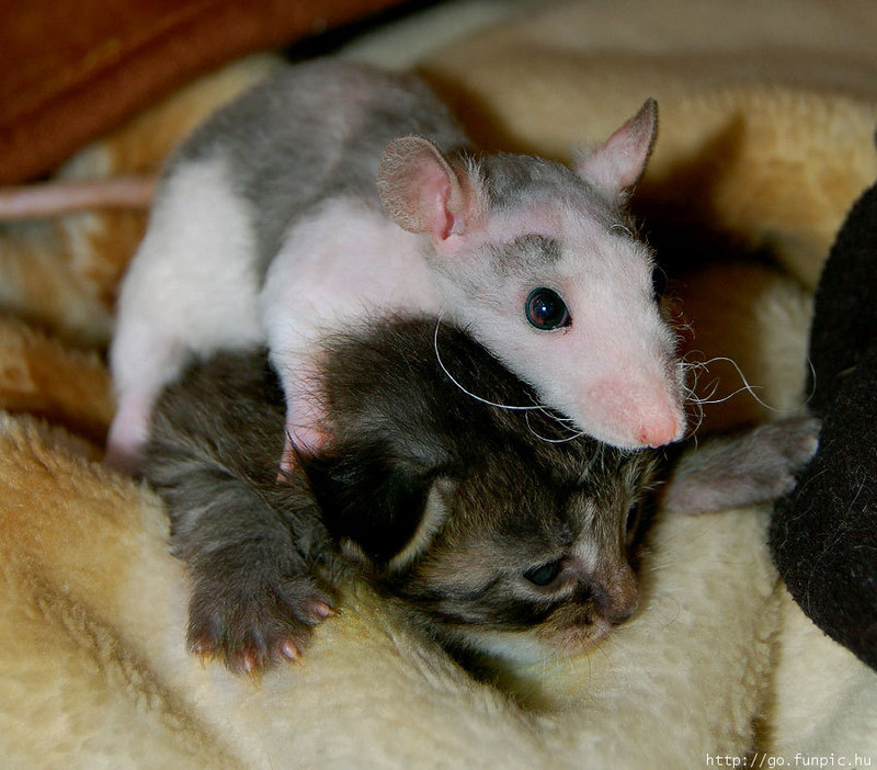 Rat on Kitten.jpg