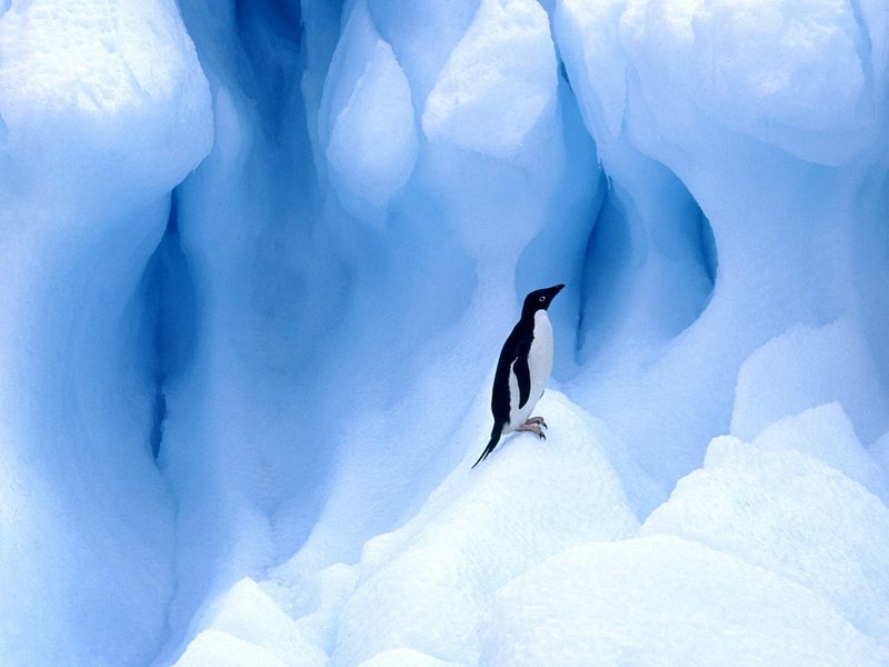 Adelie Penguin South Shetland Islands Antarctic Peninsula.jpg