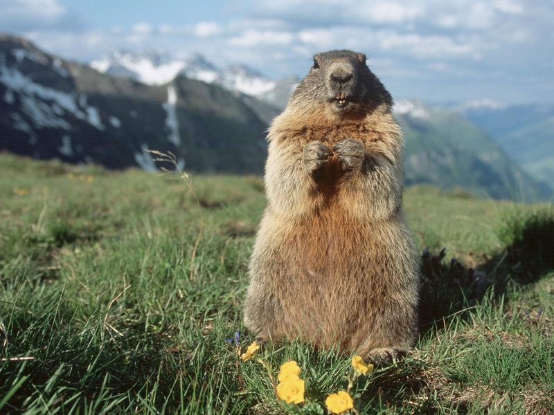 Alpine Marmot Hohe Tauern National Park Austria.jpg