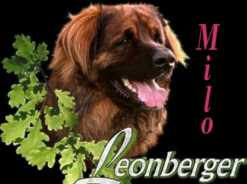 Leonberger first PP mine.jpg