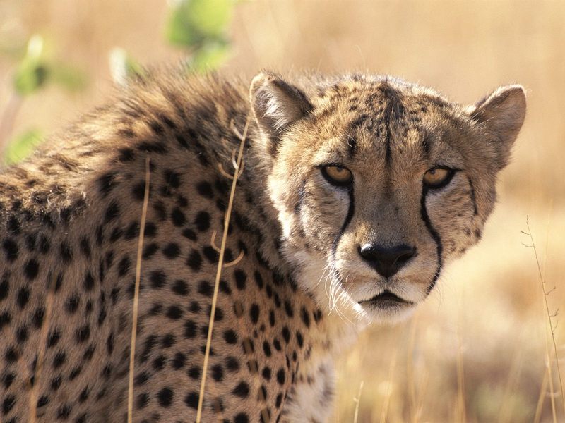 Cheetah Okonjuma Game Ranch Namibia Africa.jpg