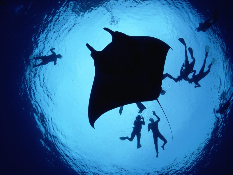 Divers With a Giant Manta Ray.jpg