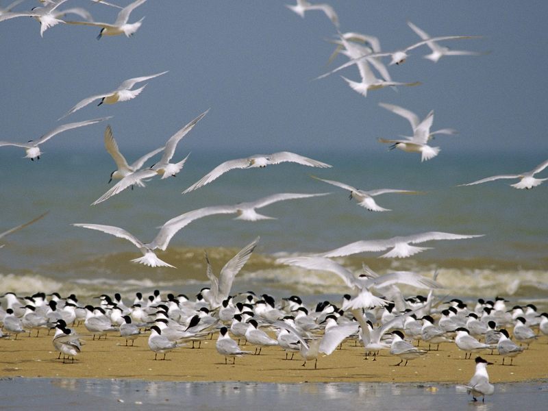 Flock of Sandwich Terns.jpg
