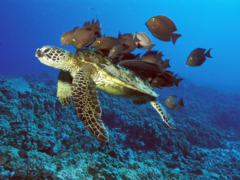 Green Sea Turtle Being Cleaned by Reef Fishes Hawaii.jpg