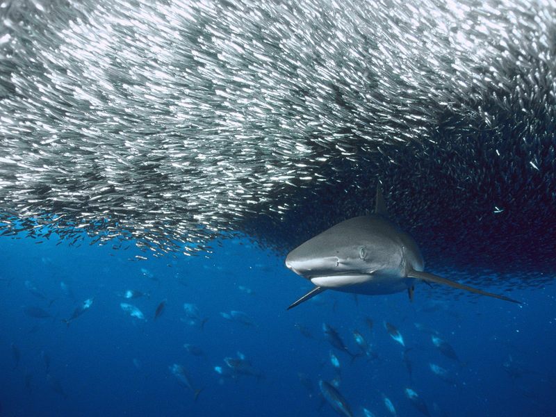Grey Reef Shark Solomon Islands.jpg