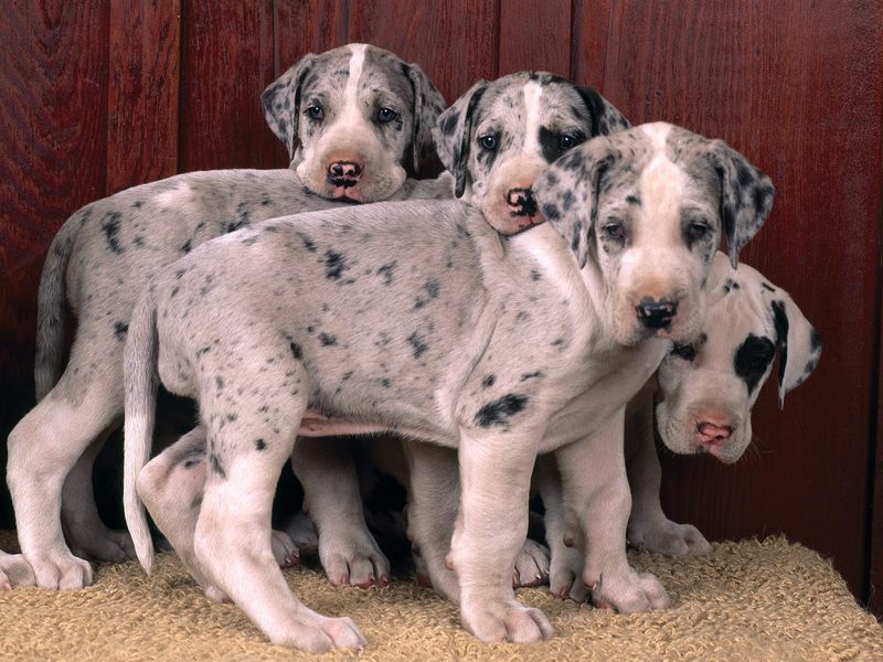 Harlequin Great Danes.jpg