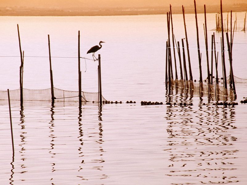 La Albufera National Park Spain.jpg