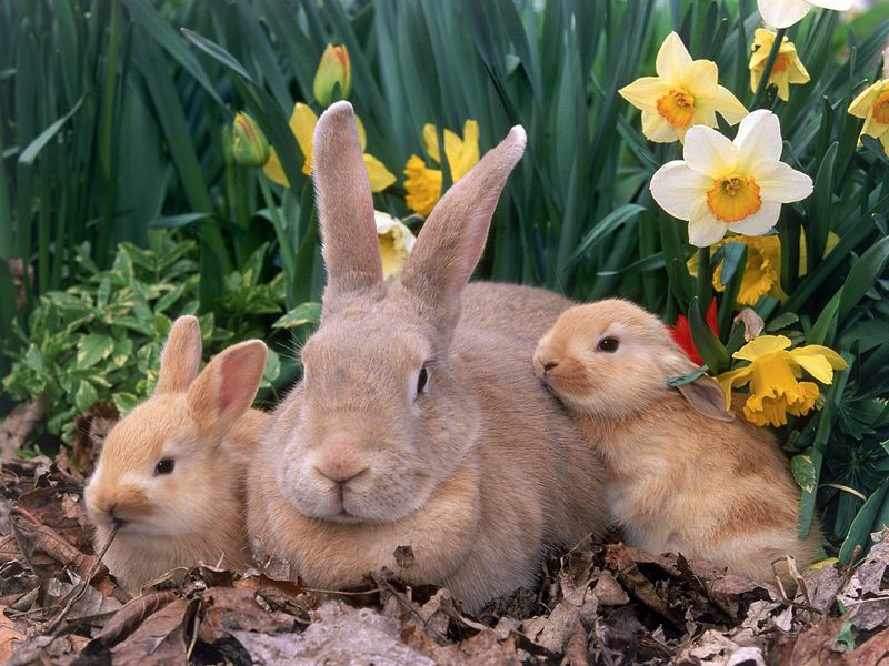 Palomino Rabbits.jpg