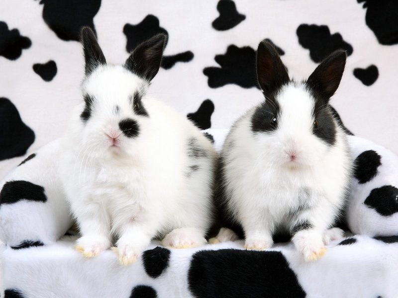 Spotted Rabbits.jpg