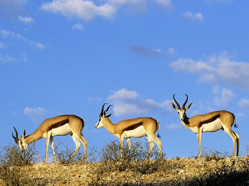 Springboks Kgalagadi Transfrontier Park Kalahari South Africa.jpg