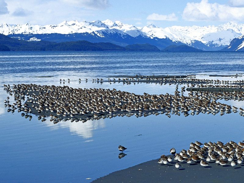 Western Sandpiper Flock Copper River Delta Alaska.jpg