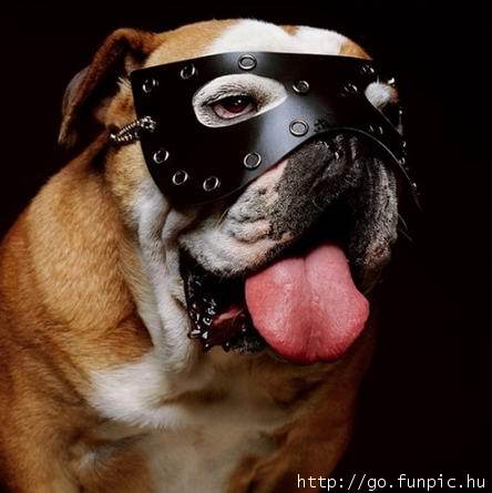 Mask Dog.jpg