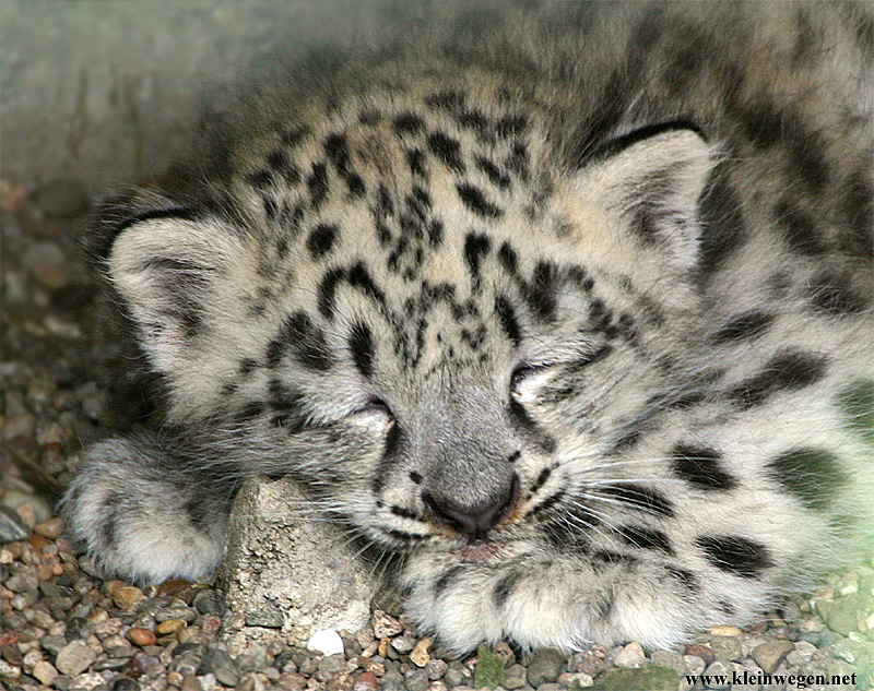 snow leopard 5831.jpg