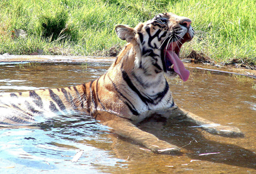 Bengal Tiger, India.jpg