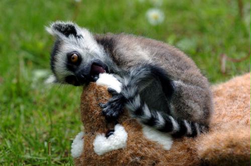 Baby Ring-tailed Lemur, Hungary.jpg