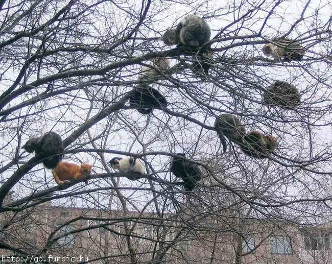 Tree Cats.jpg