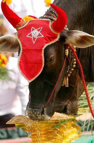 Royal Oxen, Cambodia.jpg