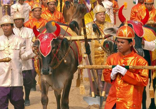 Royal Oxen, Cambodia.jpg