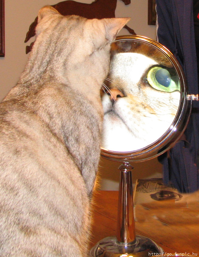 Mirror cat.jpg