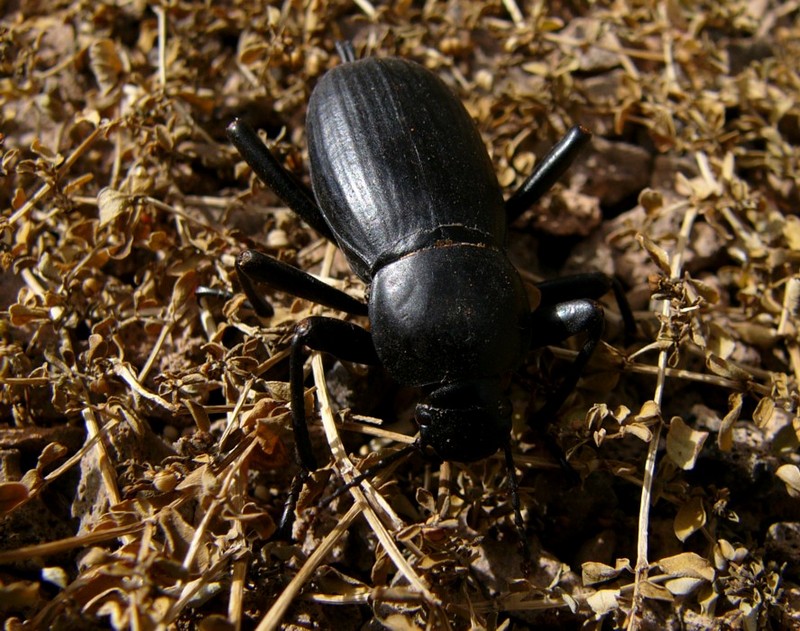 beetle 4.jpg