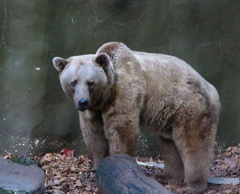 sad bear 1.jpg
