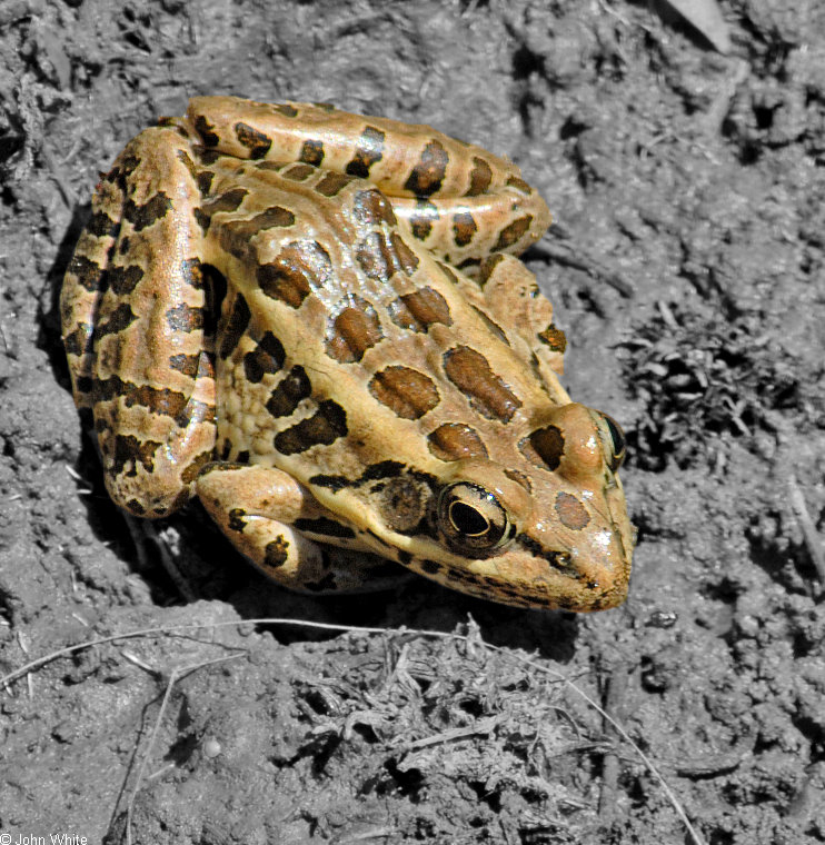 Pickerel Frog (Rana palustris).jpg